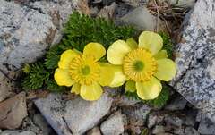 Ranunculus sericophyllus