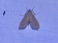 Anarmodia