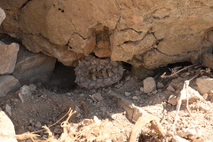 Lophophora williamsii