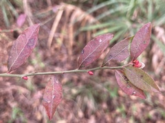 Vaccinium elliottii