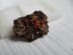 Willkommlangea reticulata