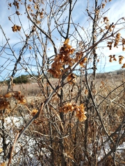 Humulus lupulus