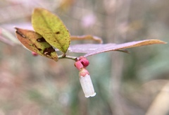 Vaccinium elliottii