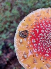 Willkommlangea reticulata