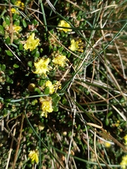 Asterolasia trymalioides