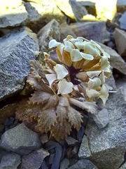 Notothlaspi rosulatum