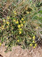 Asterolasia trymalioides