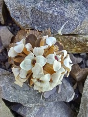 Notothlaspi rosulatum