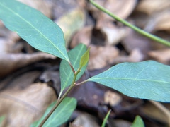 Ditrysinia fruticosa
