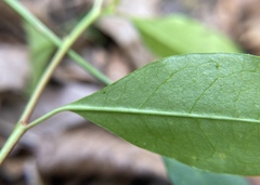 Ditrysinia fruticosa