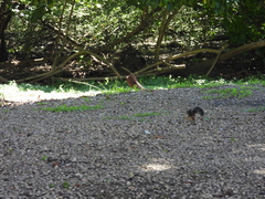 Sciurus variegatoides helveolus