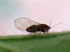Bactericera