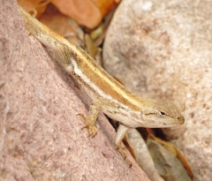 Sceloporus virgatus