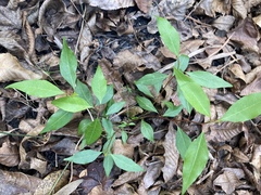 Ditrysinia fruticosa