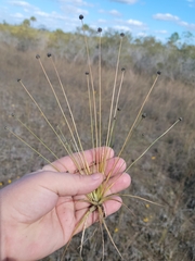 Eriocaulon ravenelii