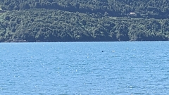 Cephalorhynchus eutropia