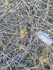 Eriocaulon ravenelii