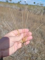 Eriocaulon ravenelii