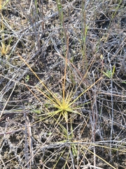 Eriocaulon ravenelii