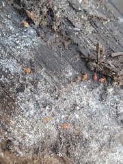 Ptenothrix
