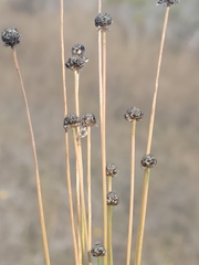 Eriocaulon ravenelii