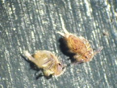 Ptenothrix