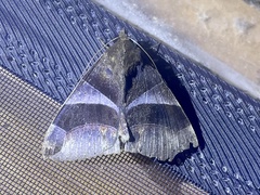 Dysgonia purpurata