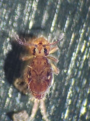Ptenothrix