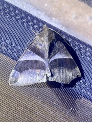 Dysgonia purpurata
