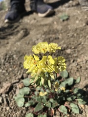 Chylismia claviformis cruciformis