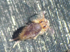 Ptenothrix