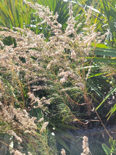 Image of Eupatorium leptophyllum by (c) Jay Horn, some rights reserved (CC BY)