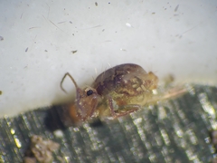 Ptenothrix