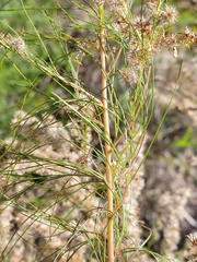 Eupatorium leptophyllum