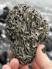 Dodecaceria fewkesi