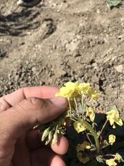 Chylismia claviformis cruciformis