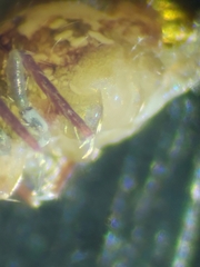 Ptenothrix