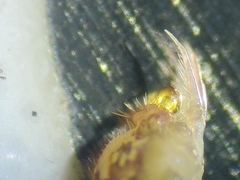 Ptenothrix