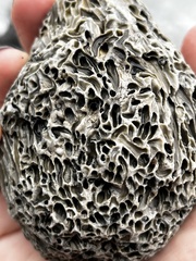 Dodecaceria fewkesi