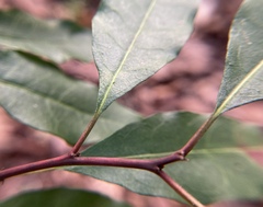 Ditrysinia fruticosa