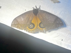 Automeris argentifera