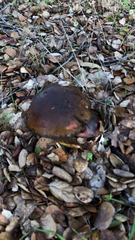 Suillellus amygdalinus