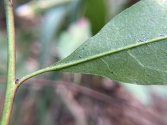 Ditrysinia fruticosa