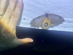 Automeris argentifera