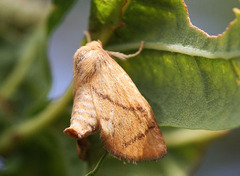 Apoda limacodes
