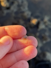 Crepidula plana