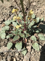 Chylismia claviformis cruciformis