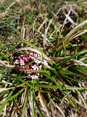 Pimelea alpina