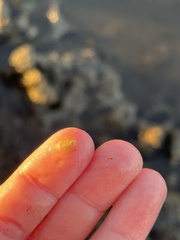 Crepidula plana