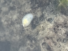 Crepidula plana